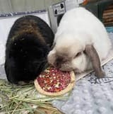 PIDSERBUNS08