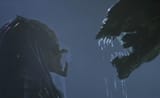 avp
