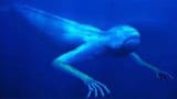 ningen