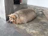 fat dog