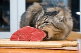 cat-eating-piece-meat-kitchen-600nw-90924467
