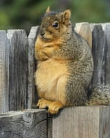 squirrel