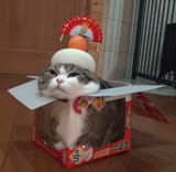cat in the ching chong hat