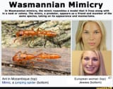 Wasmannian-Mimicry