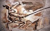 Screenshot 2025-06-15 at 18-26-28 fossil feather dinosaur - Google Search