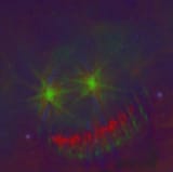 Space Pepe