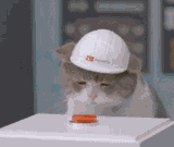 catnuke
