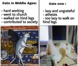 Cats