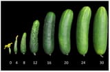 plants-12-00023-g003-550