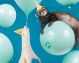 ferret-birthday-balloons