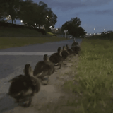 Duckwalk