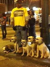 Sunglasses dogs