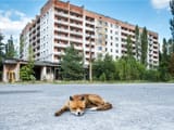zone fox