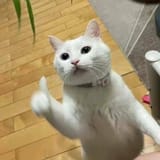 nat_1693762938150713