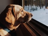 The-Wildest_Editorial_Dog-Seasonal-Depression_Hero_v02