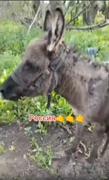 Pussya donkey