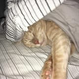 NITEKOT33