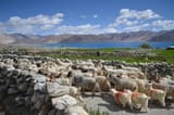 Ladakh_goats