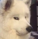 1585741325532