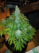 Weed
