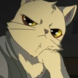 cat41