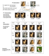Dihybrid_inheritance_pattern_-_cat_coat