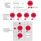 800px-Dominant-recessive_inheritance_P_-_F1_-_F2