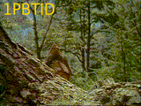 1pbtid