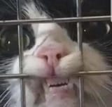 Cage