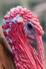 turkey-bird-head-close-up