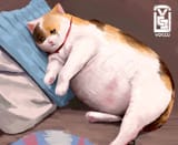 crycat