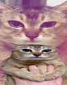 goober kot compilation_thumb.jpg