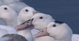 ahah goose