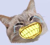 cat-smile