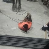 mossad hogtied 1