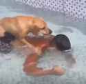 dog drown pajeet_thumb.jpg