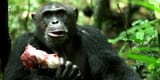 chimp-meat
