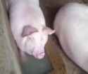 Water bubbles pig look_thumb.jpg