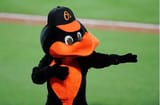 orioles bird dabbing
