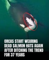 orcas are jews now
