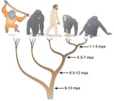 evolution-male-and-monkeys