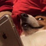 dog phone