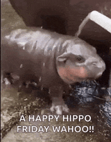 pygmy-hippo-hippo