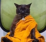 Buddha Cat
