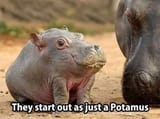 hippo-memes-of-a-baby-hippo-compared-to-a-fully-grown-one