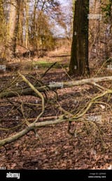 a-strong-storm-simply-broke-off-branches-of-a-large-tree-and-blocked-a-hiking-trail-2J5PK00