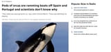 orcas