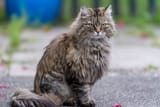 Ragamuffin fluffy 4