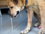 Help-My-Dog-Has-Runny-Nose-What-Should-I-Do_-1200x900