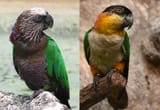 Red-Fan Parrot &amp; Black-Headed Parrot 2